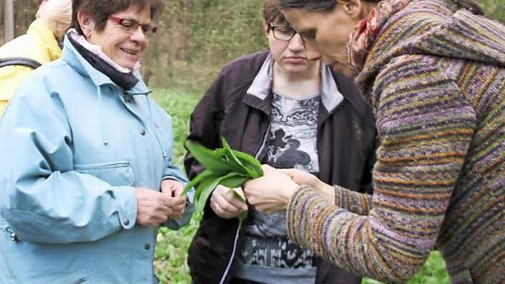 Vorsicht, Verwechslungsgefahr: Leckerer Bärlauch sieht den giftigen Blättern von Maiglöckchen sehr ähnlich. Sicherheitshalber sollte man ein Blatt zerreiben - duftet es nach Knoblauch, ist es Bärlauch.