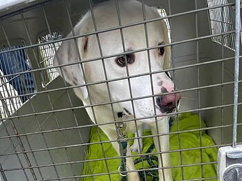 Tierheim Erlangen: Ausgesetzter Hund in Box gefunden