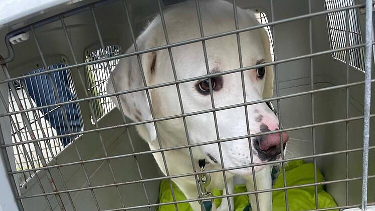 Tierheim Erlangen: Ausgesetzter Hund in Box gefunden
