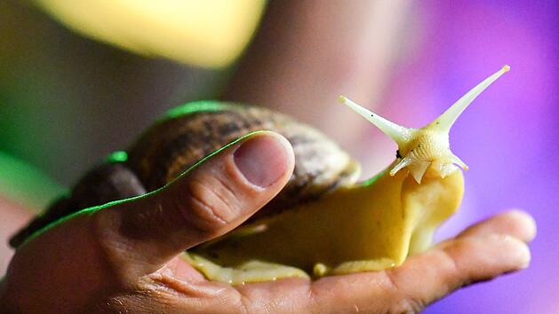Riesenschnecken als Haustier