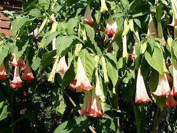 Trompetenblume - Symbolbild: Archiv