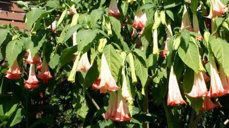 Trompetenblume - Symbolbild: Archiv