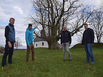 Landkreis Lichtenfels: 250 uralte Bäume als Naturdenkmäler - wofür sie wichtig sind