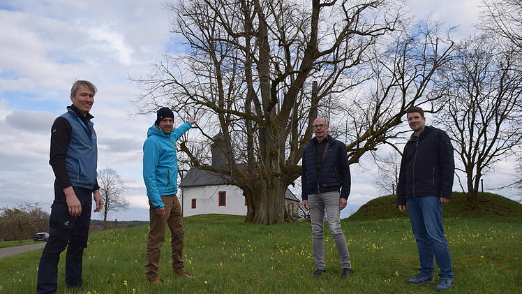 Landkreis Lichtenfels: 250 uralte Bäume als Naturdenkmäler - wofür sie wichtig sind
