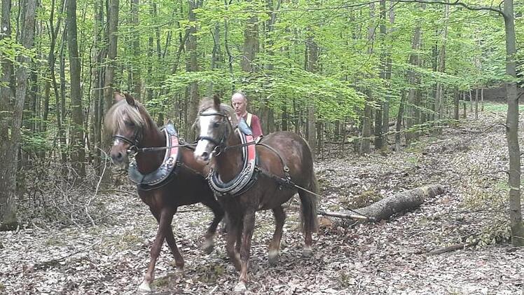 Ralf Müller mit seinen Welsh-Ponys bei der Arbeit.