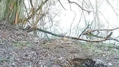Der "Tunnelschlag" zum Weiher wurde noch abgewendet.