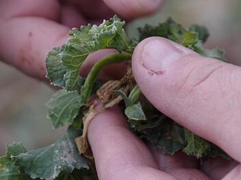 Gerd Zehnter zeigt eine vom wechselhaften Winter gezeichnete Rapspflanze. Foto: Marco Meißner