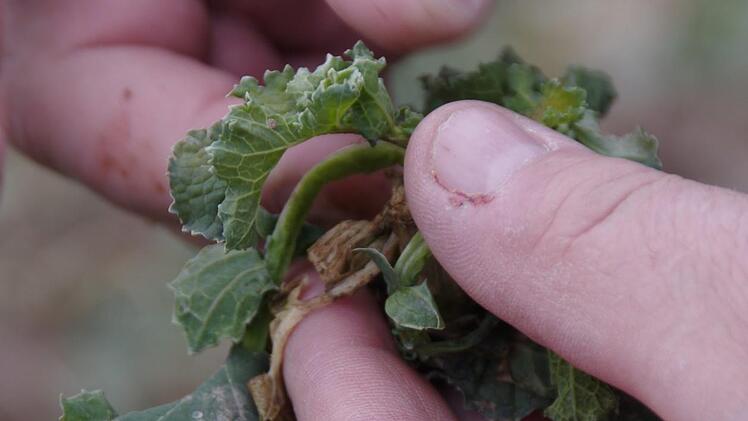 Gerd Zehnter zeigt eine vom wechselhaften Winter gezeichnete Rapspflanze. Foto: Marco Meißner
