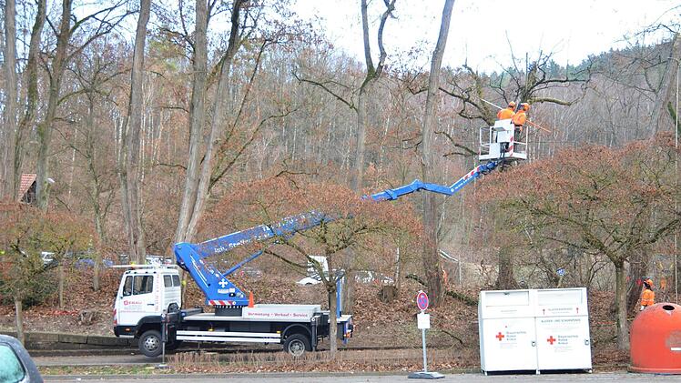 Die Fällung der Bäume am Schützenplatz hat begonnen.