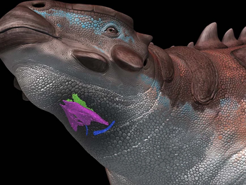 https://commons.wikimedia.org/wiki/File:Hyolaryngeal_apparatus_of_Pinacosaurus_in_a_life_restoration.webp