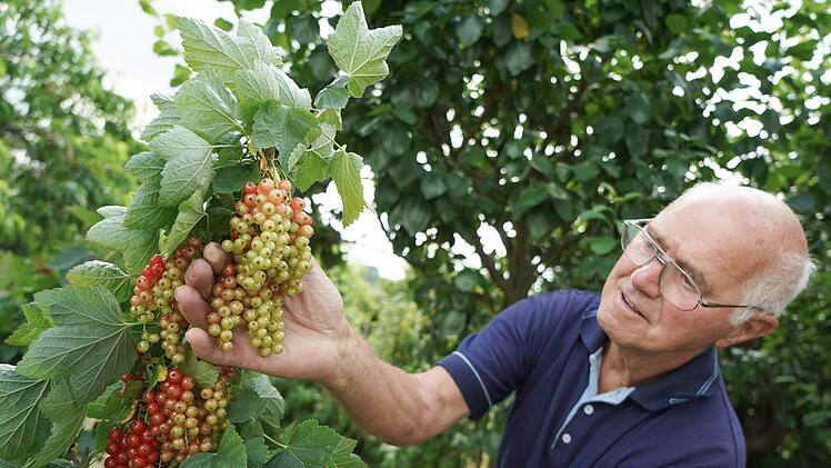 Johannisbeersträucher haben ihren Namen davon bekommen, weil sie an Johanni normal die meisten Früchte tragen. Die Ernte von den frühen Sorten hat schon begonnen Symbolfoto: Jörg Carstensen/dpa