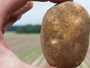 Bevor die Kartoffeln anfaulen oder sogar keimen, sollte man sie jetzt ernten. Foto: Philipp Schulze/dpa