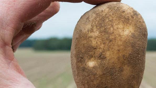 Bevor die Kartoffeln anfaulen oder sogar keimen, sollte man sie jetzt ernten. Foto: Philipp Schulze/dpa