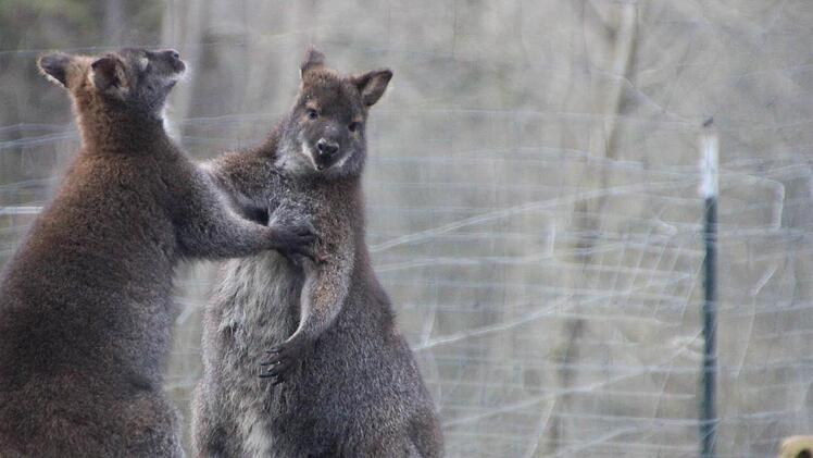 Die beiden Wallabys Buddy und Hippie toben ausgelassen übers Gelände. Sie stammen aus Ulm beziehungsweise Pottenstein.... .
