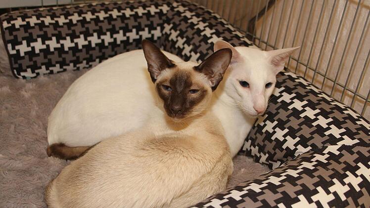 Auch Siamkatzen waren zugegen - sie ließen den Ausstellungstrubel über sich ergehen, ohne Aufregung.