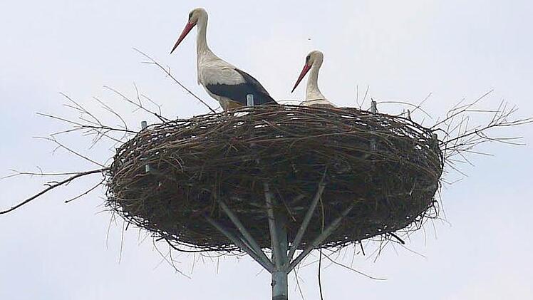 Die beiden Störche beobachten noch jeden Fußgänger mit Argwohn. Foto: B erthold Köhler