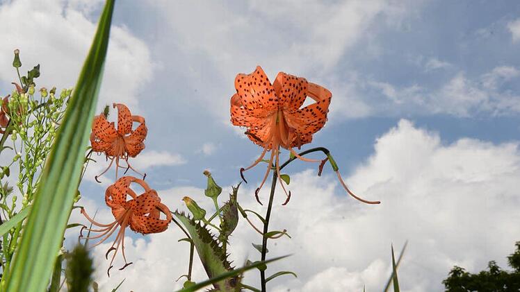 Foto: Ronald Rinklef