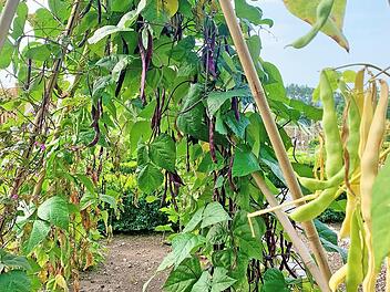 Die Stangenbohnen im Ökologisch-Botanischen Garten der Universität Bayreuth wachsen und gedeihen.
