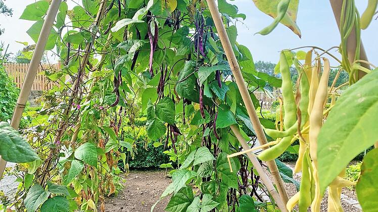 Die Stangenbohnen im Ökologisch-Botanischen Garten der Universität Bayreuth wachsen und gedeihen.