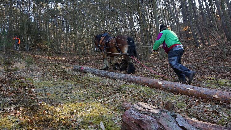 Holzrücken mit PferdFoto: Arkadius Guzy