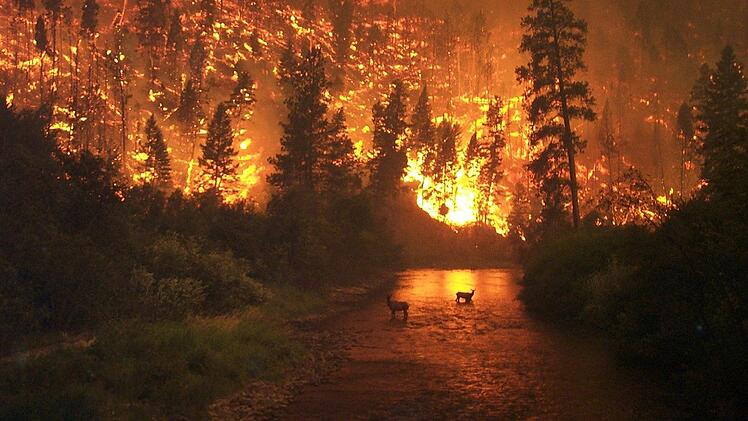 Im Falle eines großen Waldbrandes ist der Katastrophenschutz gefragt.