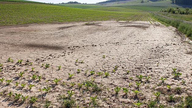 Angeschwemmt: Der Wassermassen des Starkregens vom 13. Mai haben auf diesem Zuckerrübenacker den Boden teilweise in die Senke geschwemmt. Dies lasse sich bei Extremereignissen nicht verhindern, so die Bauern. Foto: Helmut Hussong