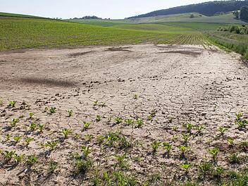 Angeschwemmt: Der Wassermassen des Starkregens vom 13. Mai haben auf diesem Zuckerr&uuml;benacker den Boden teilweise in die Senke geschwemmt. Dies lasse sich bei Extremereignissen nicht verhindern, so die Bauern. Foto: Helmut Hussong