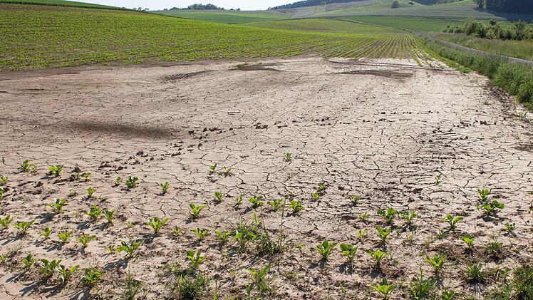 Angeschwemmt: Der Wassermassen des Starkregens vom 13. Mai haben auf diesem Zuckerrübenacker den Boden teilweise in die Senke geschwemmt. Dies lasse sich bei Extremereignissen nicht verhindern, so die Bauern. Foto: Helmut Hussong