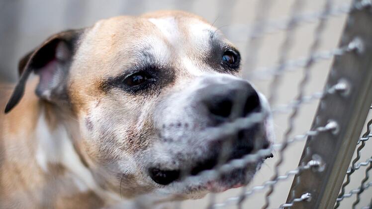 Der Kampfhund "Chico" wurde wohl am Montag (16. April 2018) eingeschläfert. Foto: Hauke-Christian Dittrich/dpa