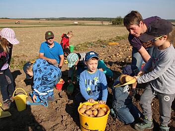 Die Vorschulkinder halfen dem Kleinwenkheimer Landwirt Andreas Schlembach (hinten im Bild) bei der Kartoffelernte.Heike Beudert