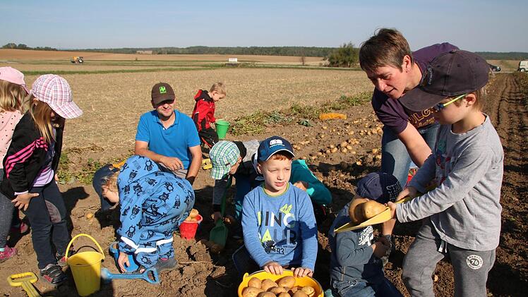 Die Vorschulkinder halfen dem Kleinwenkheimer Landwirt Andreas Schlembach (hinten im Bild) bei der Kartoffelernte.Heike Beudert