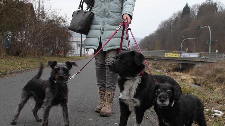 Dagmar Feller hat es sich zur Gewohnheit gemacht, in der Mittagspause mit ihren Hunden zu laufen. Gypsy, Lulu und Kimba mögen das sehr. Foto: Ulrike Müller