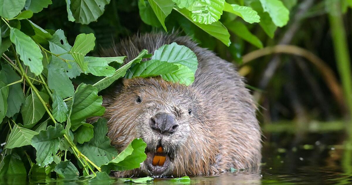 S-uger-Vergleich-Der-Mensch-ist-eine-monogame-Art