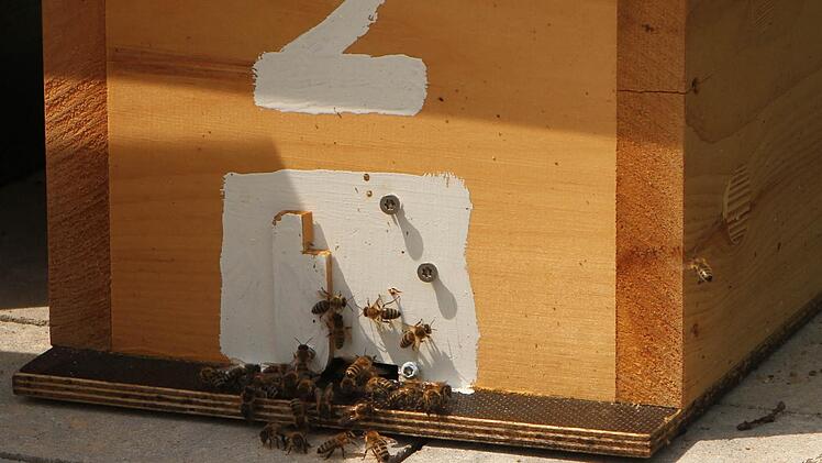 In den Bienenstöcken herrschte reges Treiben. Foto: Günther Geiling