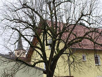 Linde an der Brunnenanlage  Foto: Hilmar Ruppert