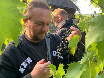 Winzer Alexander Fuchs bei der Lese vor wenigen Wochen  Fotos: privat