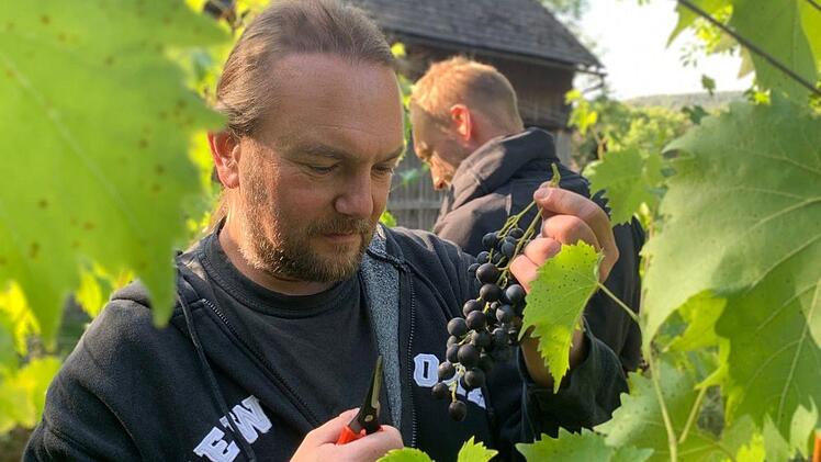Winzer Alexander Fuchs bei der Lese vor wenigen Wochen  Fotos: privat