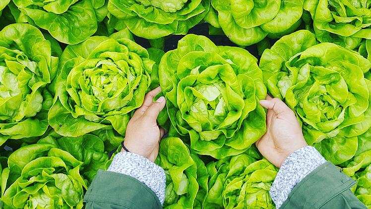 Kopfsalat ist gesund: Der regelmäßige Verzehr kann unter anderem Krebs vorbeugen.