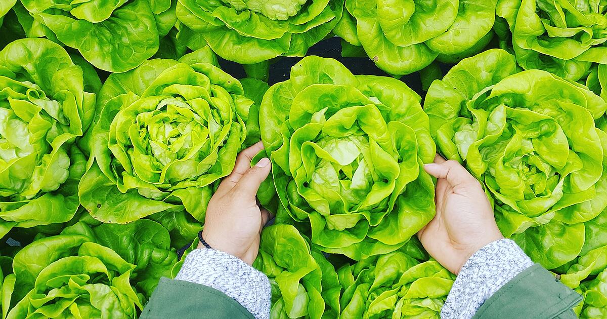 Spannende Salat Frisch Halten Ebenbild