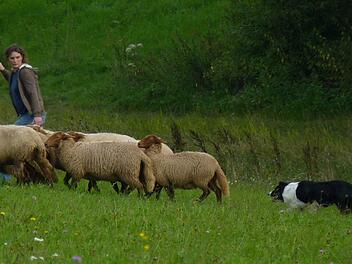 Inka Herzbach und ihre Border Collies haben die Schafe immer im Blick. Foto: Carina Kuhnlein