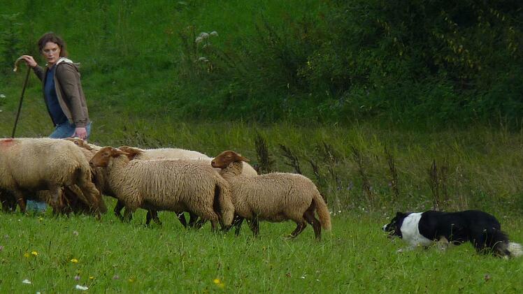 Inka Herzbach und ihre Border Collies haben die Schafe immer im Blick. Foto: Carina Kuhnlein
