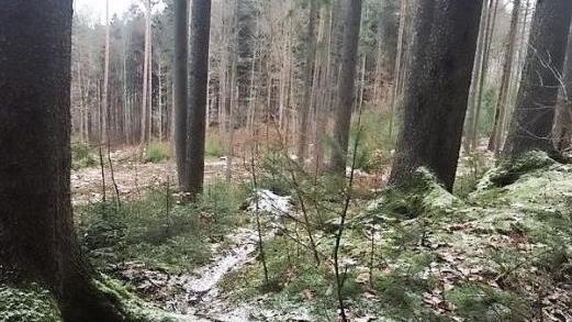 Im Banzer Wald sind etliche Trails zu finden, die von Mountainbikern stammen.