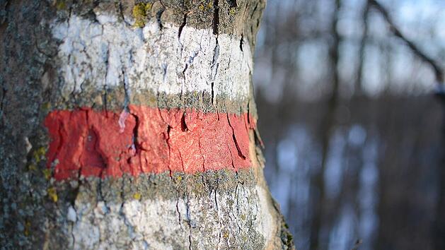 Wandermarkierungen sind nicht die einzigen Zeichen an B&auml;umen.