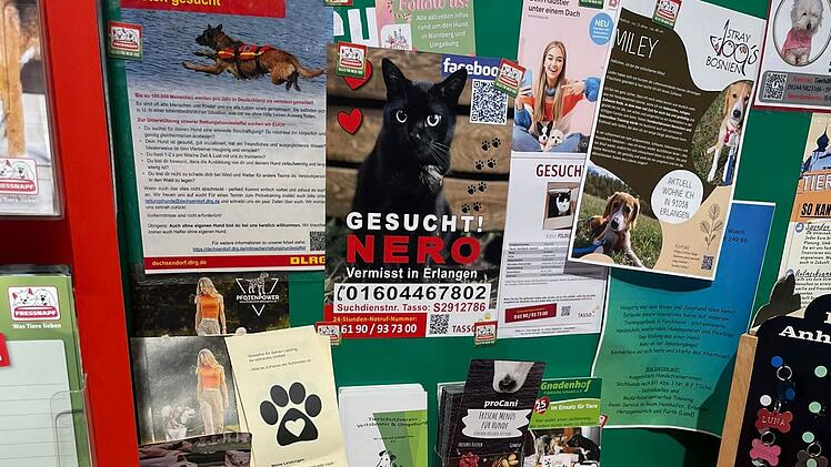 Hesse sucht in Erlangen verzweifelt nach Kater - dann ruft Ordnungsamt an