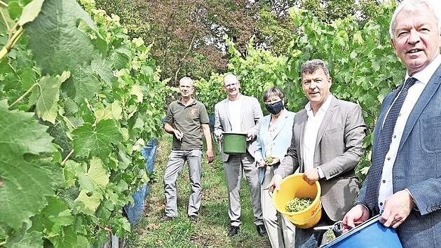 Landrat Johann Kalb, B&uuml;rgermeister Carsten Joneitis, Regierungspr&auml;sidentin Heidrun Piwernetz, Abt-Degen Vorsitzender Thomas Stadelmann und Winzer Claus Raab (von vorn) bei der Weinlese Foto: p