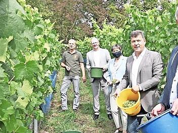 Landrat Johann Kalb, Bürgermeister Carsten Joneitis, Regierungspräsidentin Heidrun Piwernetz, Abt-Degen Vorsitzender Thomas Stadelmann und Winzer Claus Raab (von vorn) bei der Weinlese Foto: p