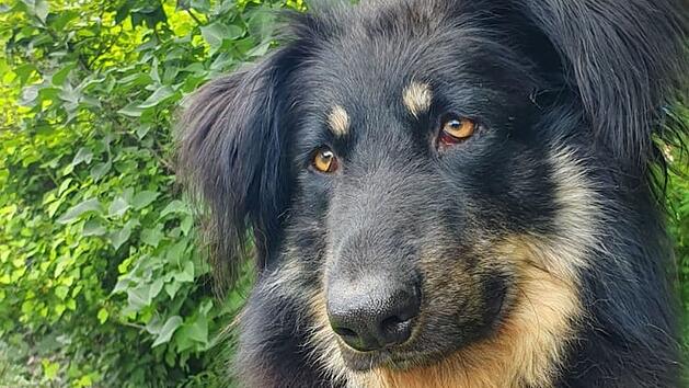 Tierheim Bamberg: Hund Casimir sucht nach "schlimmer Vergangenheit" sein Glück