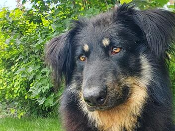 Tierheim Bamberg: Hund Casimir sucht nach "schlimmer Vergangenheit" sein Glück Tierheim Bamberg: Hund Casimir sucht nach "schlimmer Vergangenheit" sein Glück