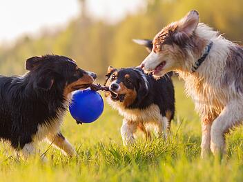 Künftig sind in Sonnefeld jährlich 30 Euro für den ersten Hund zu entrichten und für weitere Hunde je 40 Euro. Symbolfoto: Christian Müller/Adobe Stock