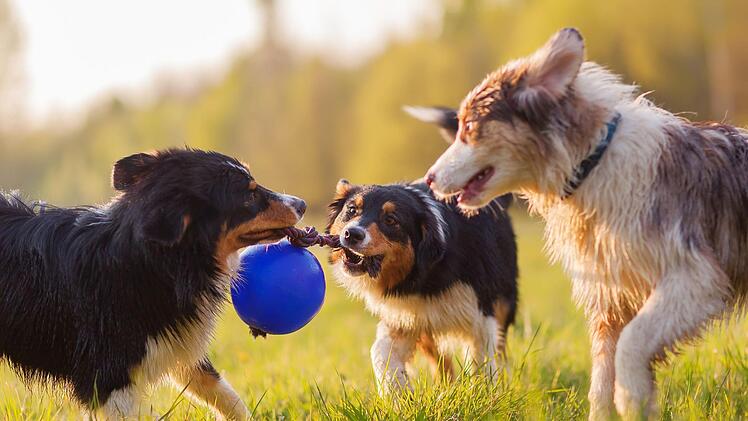 Künftig sind in Sonnefeld jährlich 30 Euro für den ersten Hund zu entrichten und für weitere Hunde je 40 Euro. Symbolfoto: Christian Müller/Adobe Stock